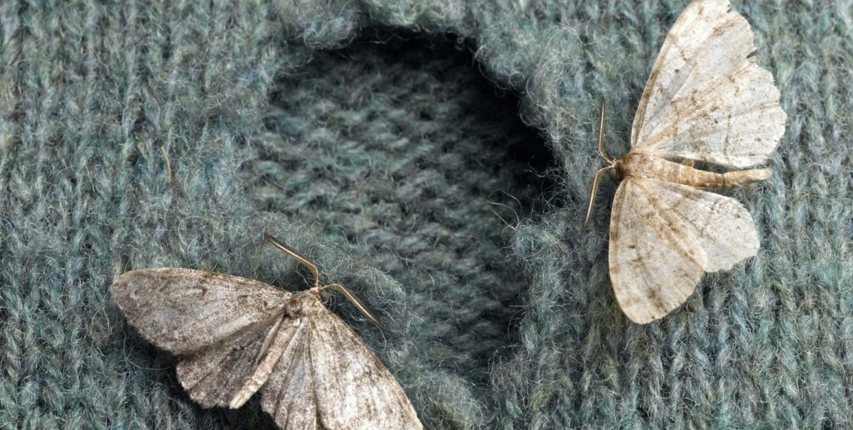    Моль особенно сильно любит грязную одежду, потому что она более питательна. Источник изображения: reddit.com