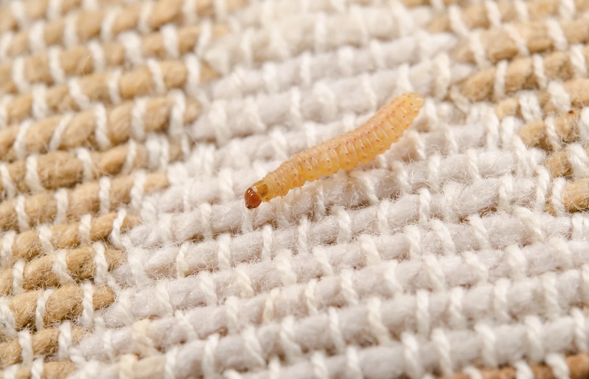    Личинка моли. Источник изображения: reddit.com