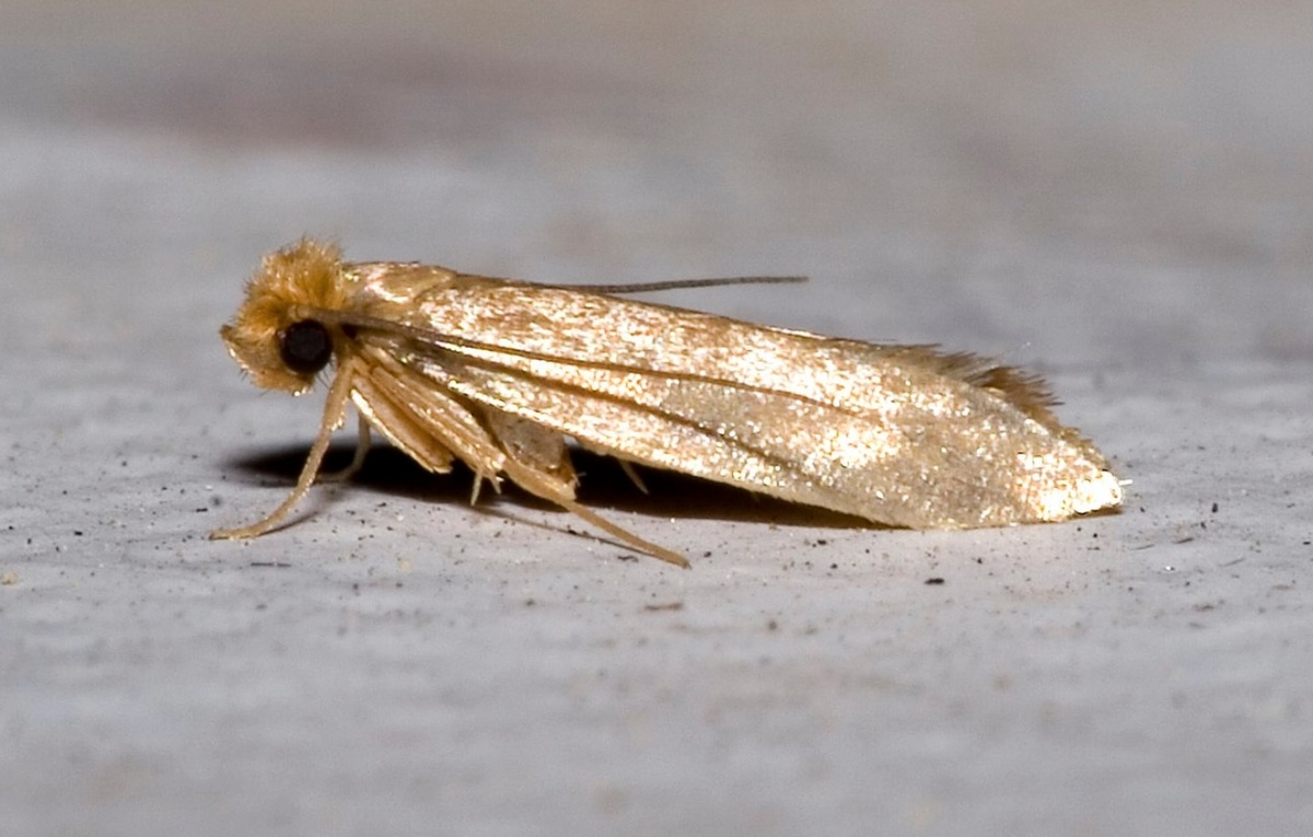    Платяная моль. Источник изображения: wikimedia.org