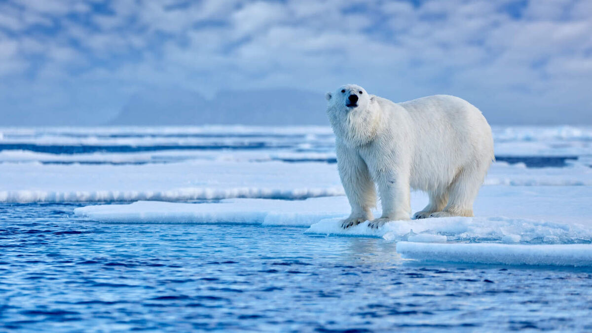     Фото: Shestak Vera/Shutterstock/FOTODOM Белый медведь, крупнейший хищник Арктики, эволюционировал из евразийских предков, приспособившись к суровым условиям с помощью густого меха