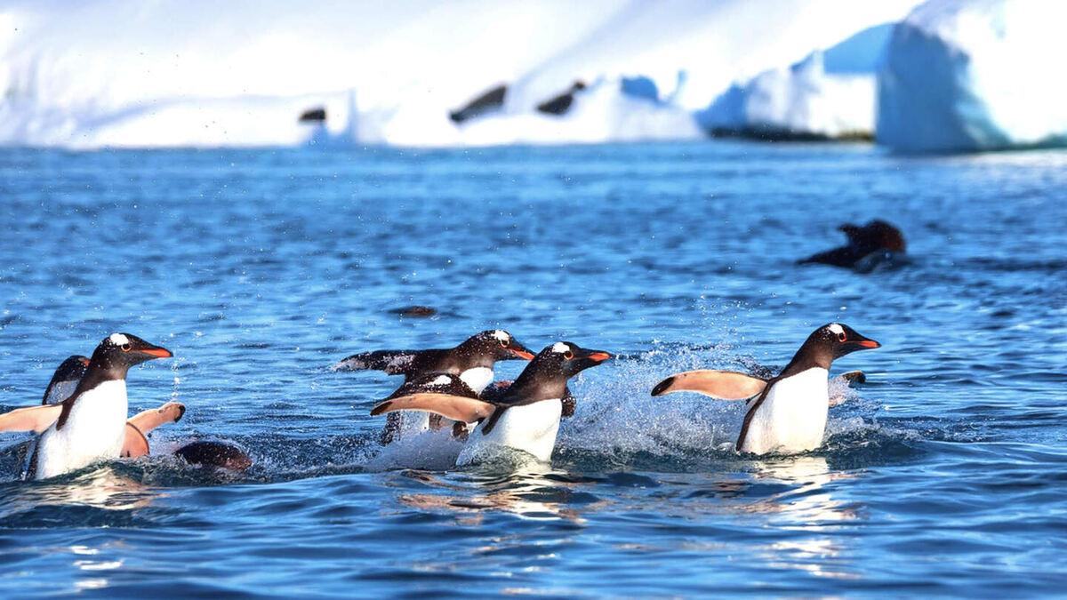     Фото: Habib CREATIVE/Shutterstock/FOTODOM Пингвины изначально обитали в южных регионах Гондваны, то есть в Южном полушарии