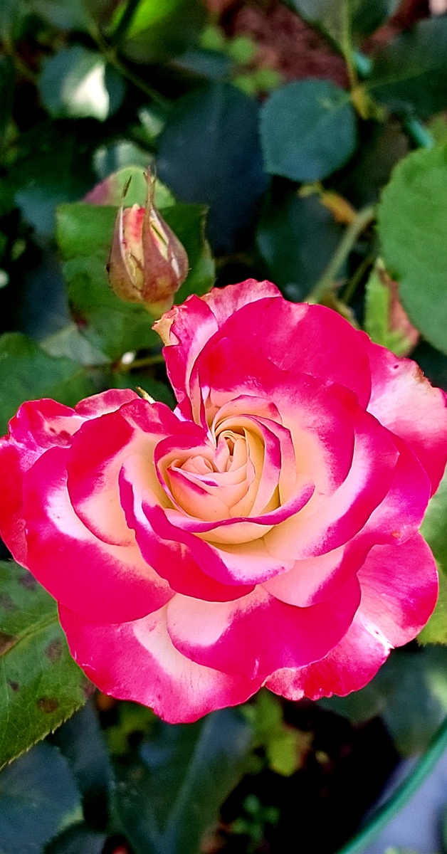 Это, когда роза признается в любви). Сердце своё шлет). Юбилей Принца Монако. Флорибунда