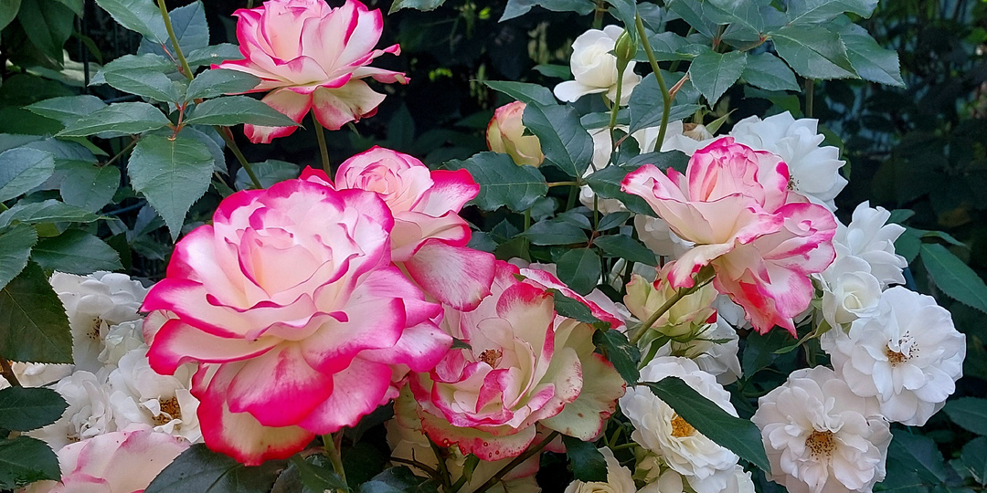 "Ринг Роз". Сравним две ярких красавицы - розы