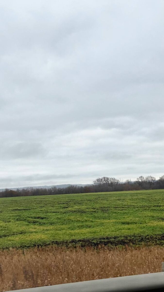 Вот такая зеленая трава в полях по дороге (Ульяновск-Казань). 30 ноября, на секундочку!