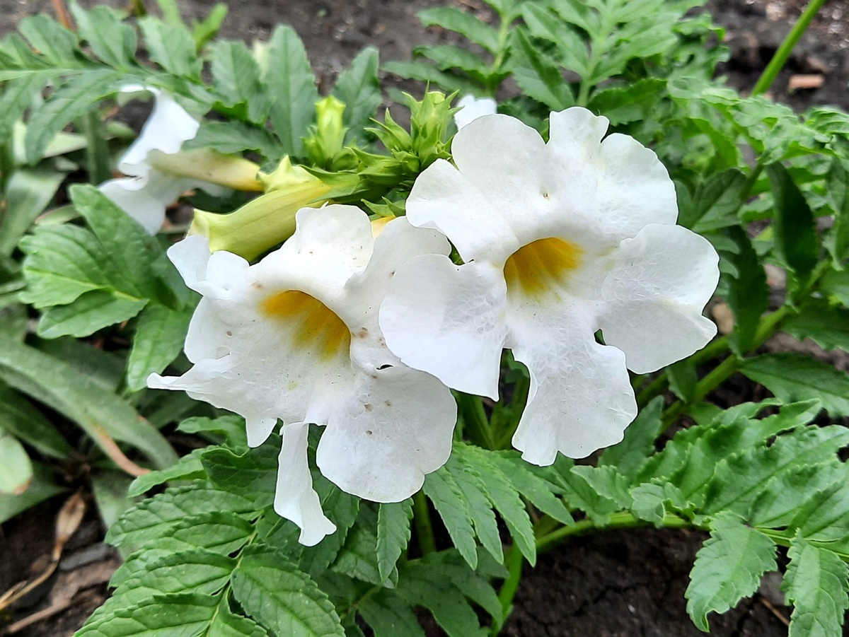 Фото: Зеленая леди, сад, семья и томатный сок