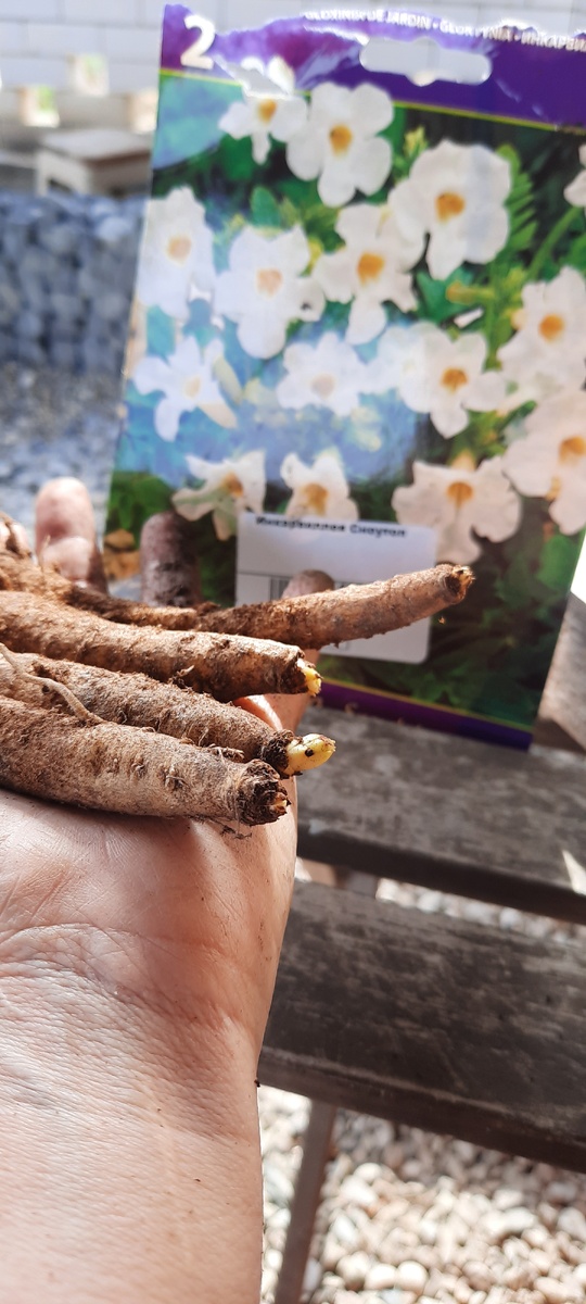 Фото: Зеленая леди, сад, семья и томатный сок