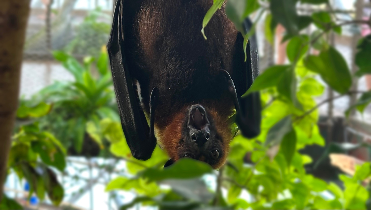 Предприниматель в 2025 году, в ожидании 2026-го 