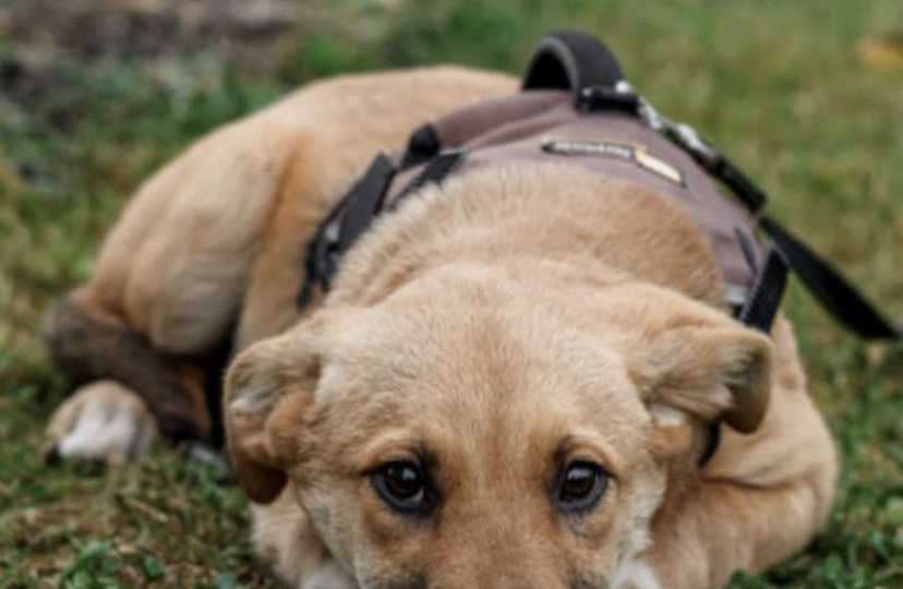 Отчаяние. Алиса плохо в приюте...