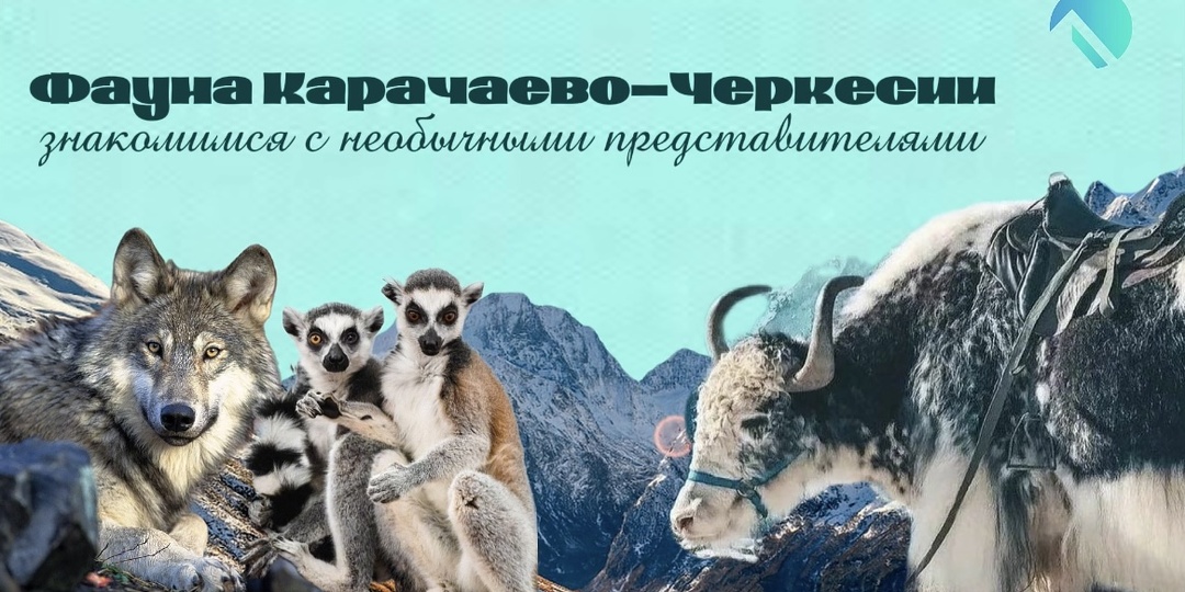 Где познакомиться с фауной Карачаево-Черкесии и не только