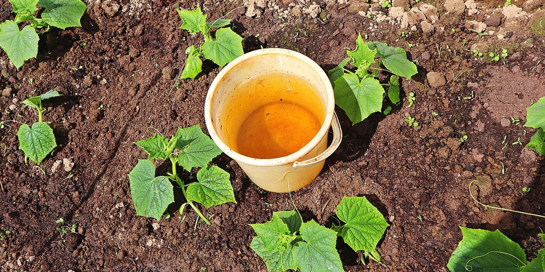 Огурцы в открытом грунте. Запомните эти 5 секретов чтобы выращивать больше зеленцев чем в теплице.