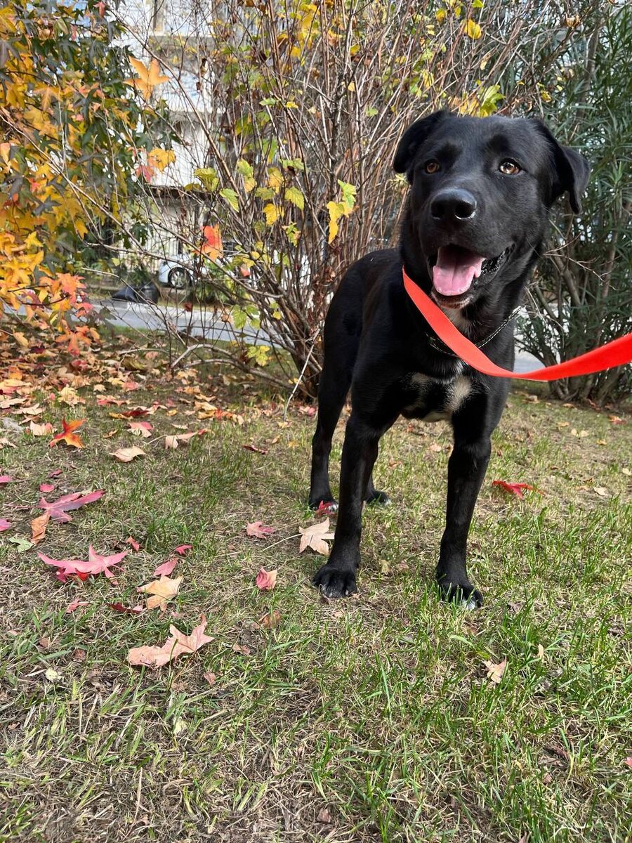 Юг и собаки там - это очень грустная история каждый раз. Но тут псу реально повезло