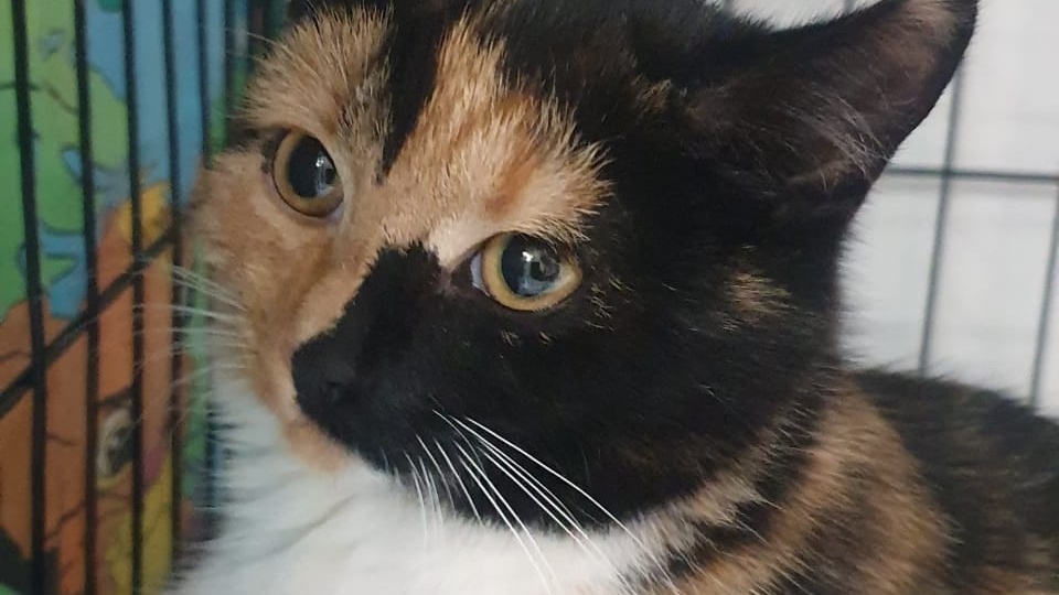 Трехцветное счастье по имени Мелли ищет дом! 🏡
