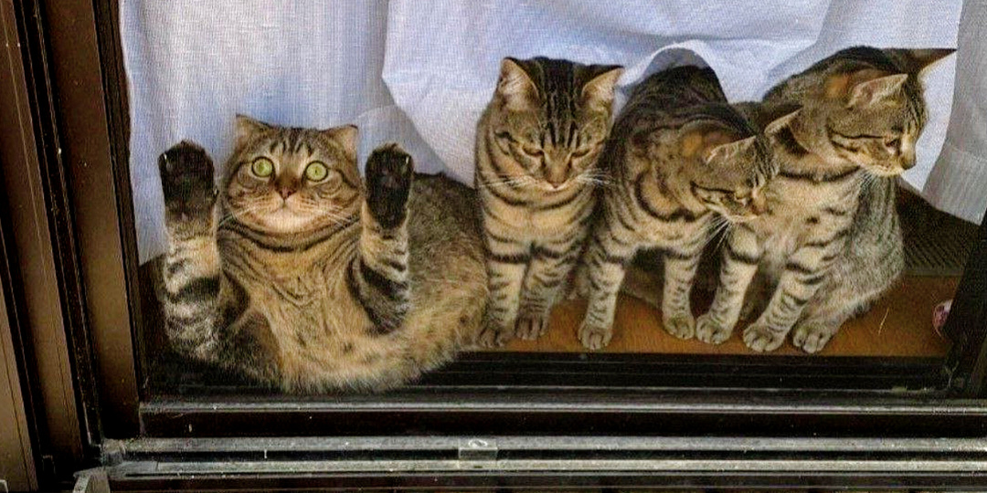 Легкая придурковатость не мешает быть хорошей матерью: когда кошки - непутёвые мамаши, 15 реальных фото