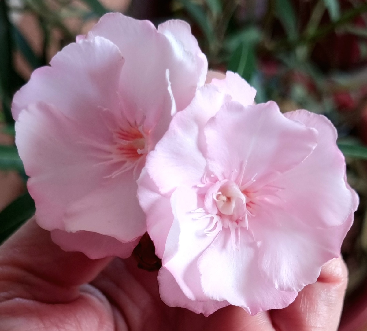 Фото: Зеленая леди, сад, семья и томатный сок