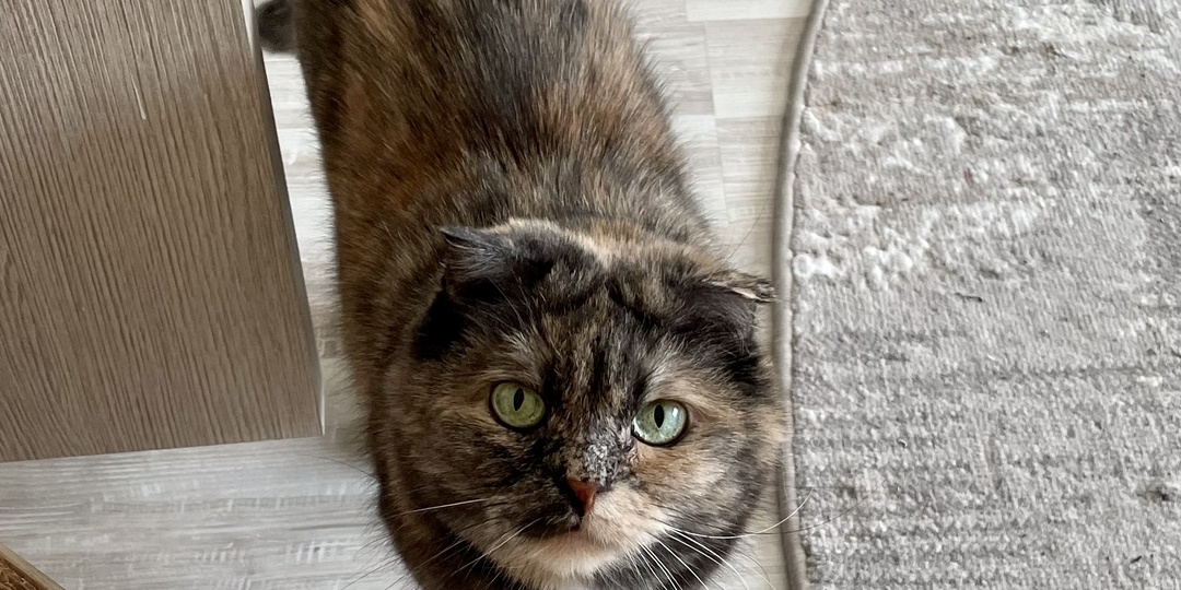 Нарочно не придумаешь «Радиацию что ли измеряешь?» спросил муж, глядя как я подношу кошку к разным вещам, а она шипит на них