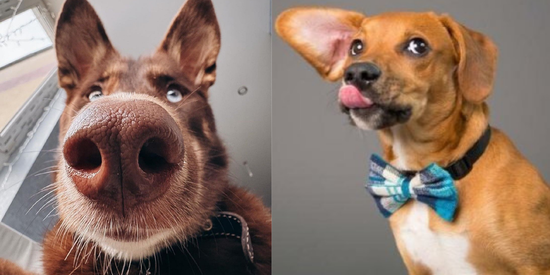 Чувство юмора у собаки: как оно проявляется