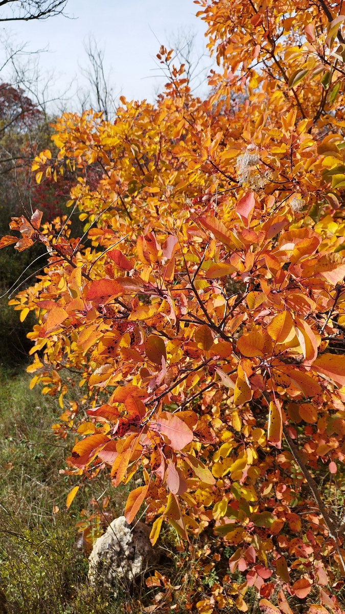 Максимова Дача. Недалеко от нашего района. 3 ноября, понедельник, 13:01