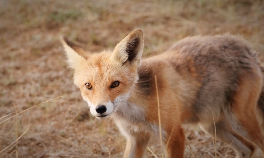 Фото:  «Первый ТВЧ»