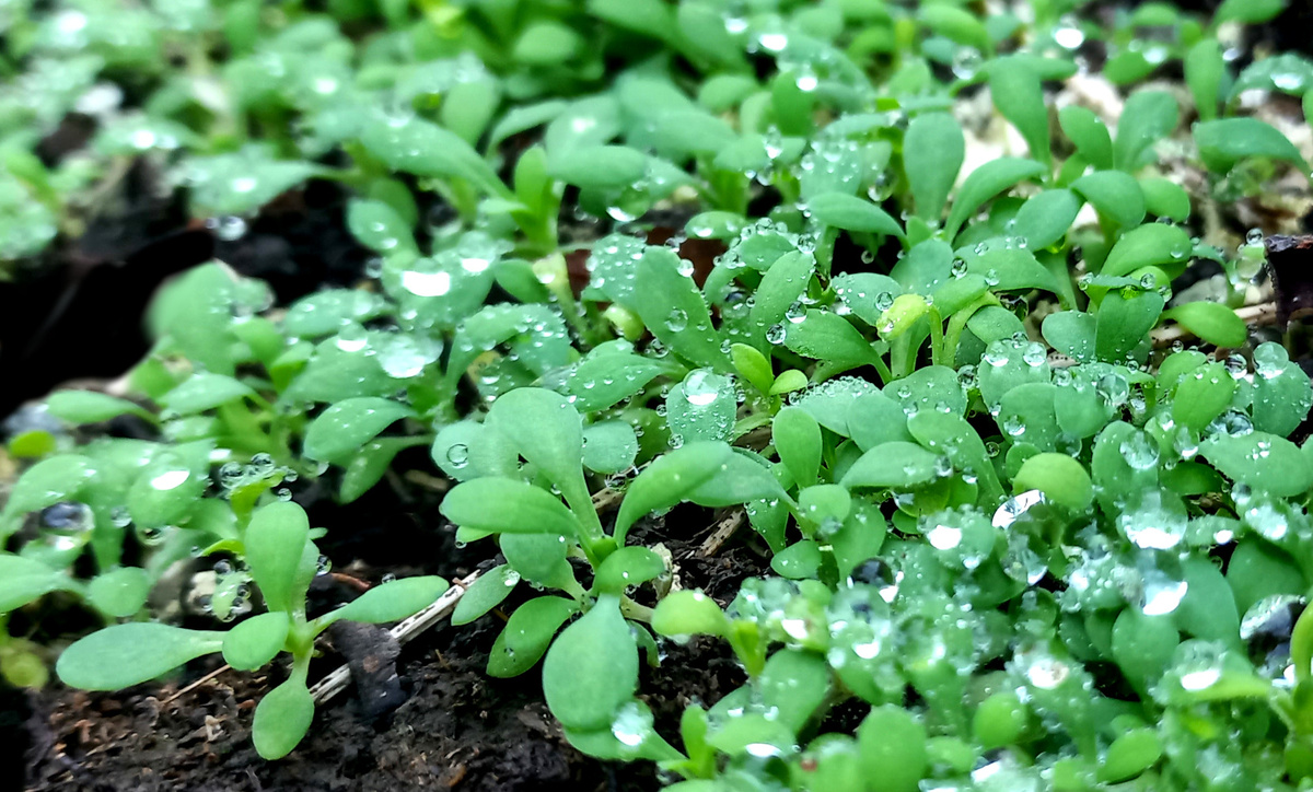 1 декабря 2025. Донецк