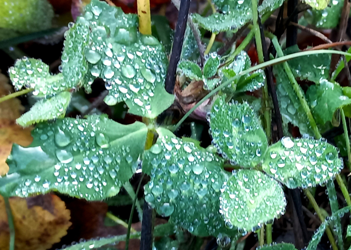 1 декабря 2025. Донецк