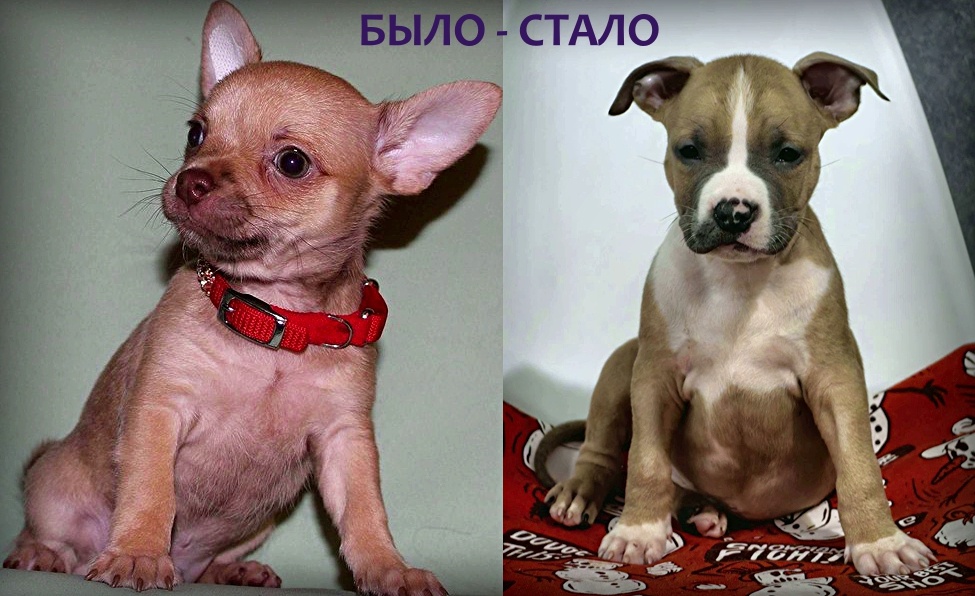 Реклмная акция из Питомников