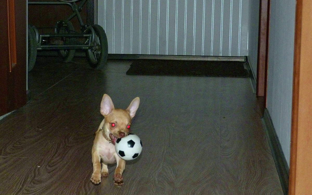 Его любимая игрушка