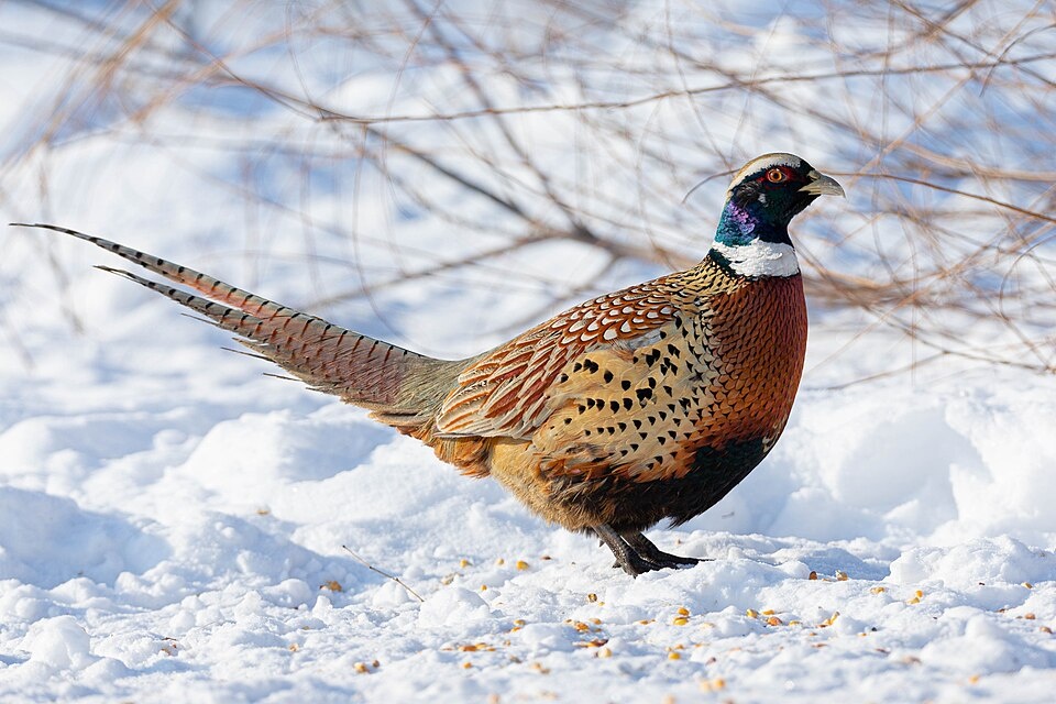 Примерно такого красавца-петуха фазаньей породы и хотел Юра Гендов.