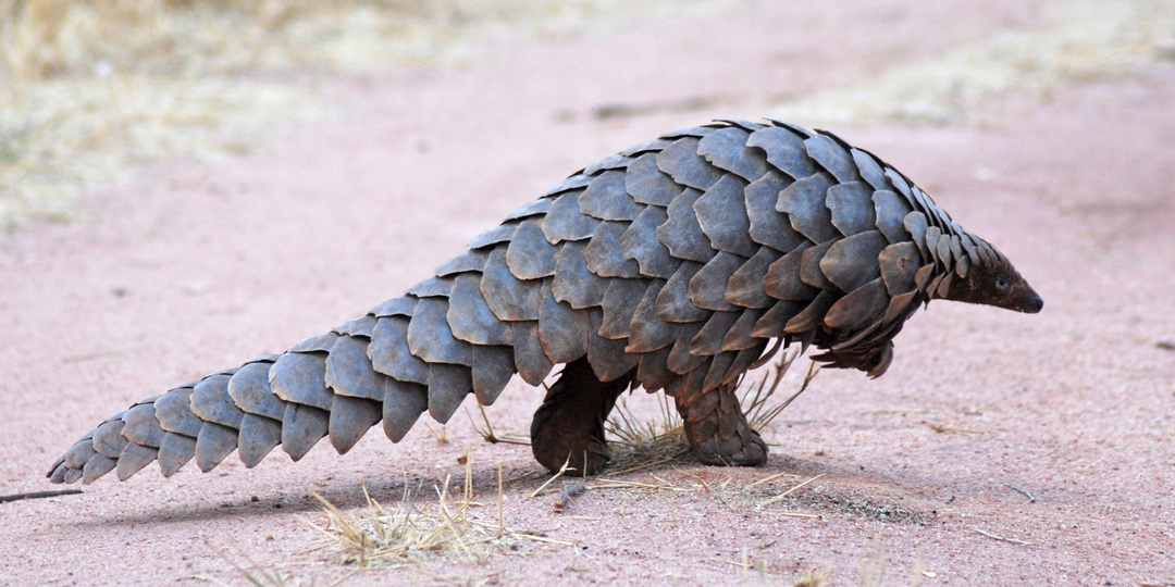 Самые необычные животные, о которых вы не догадывались!