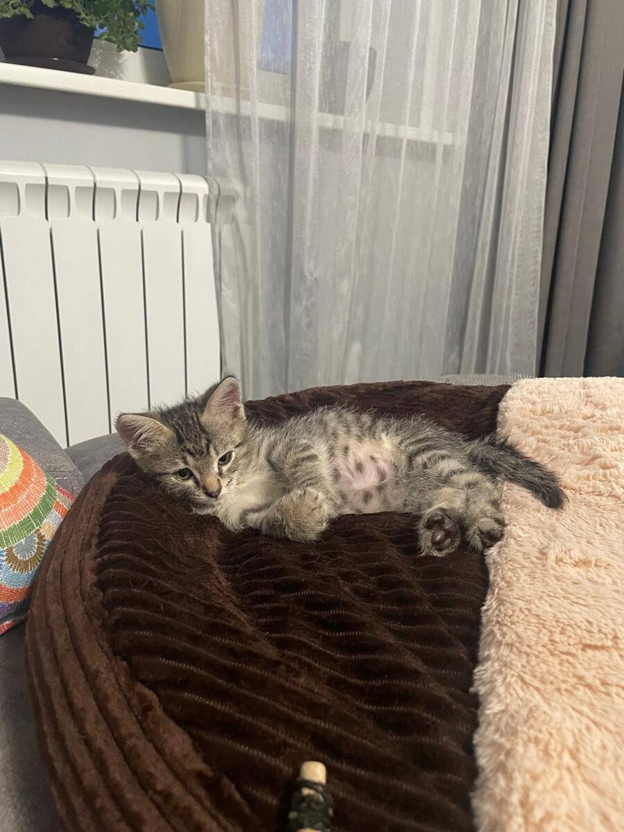 Фокс маленький