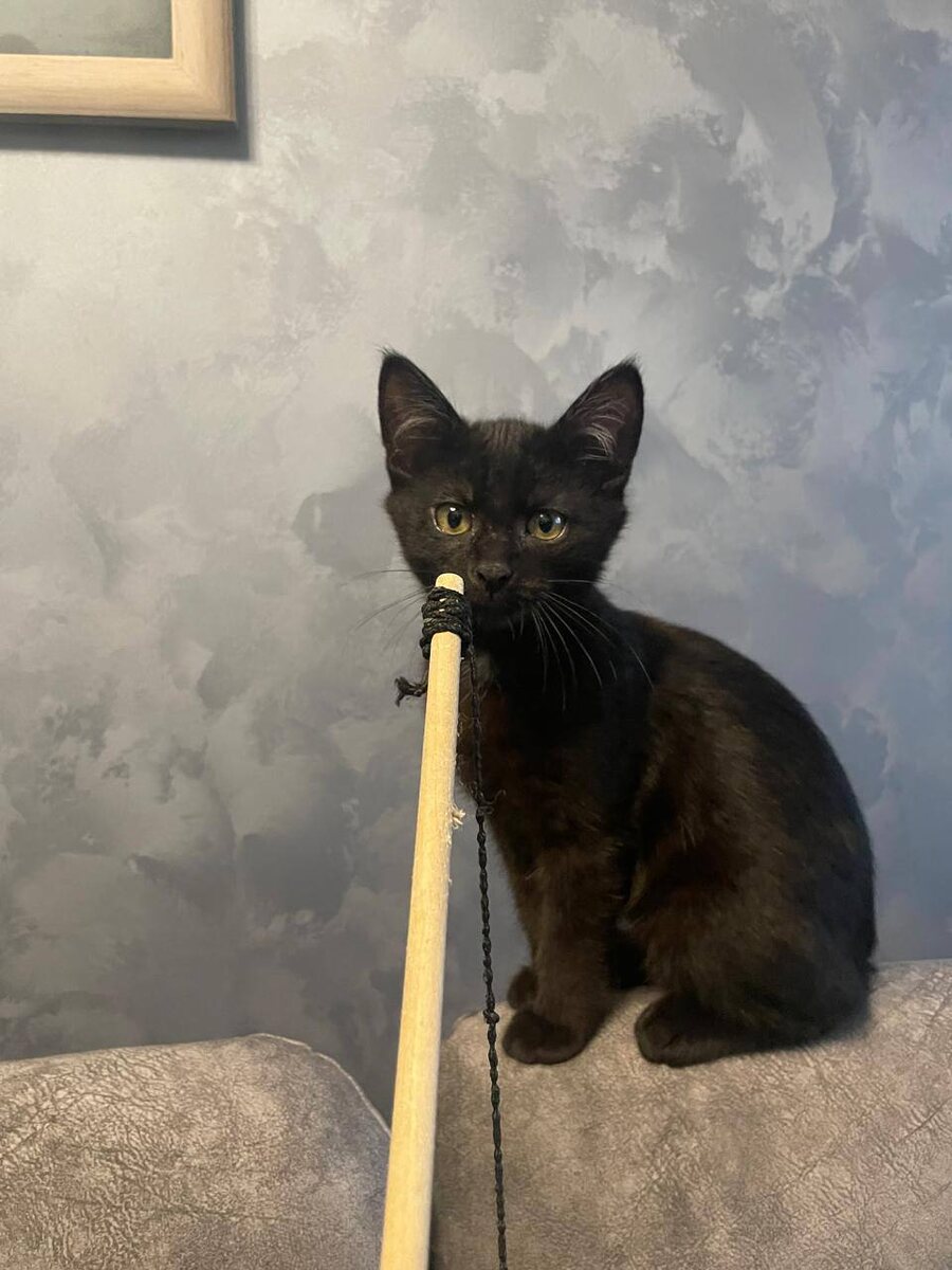 Локи маленький