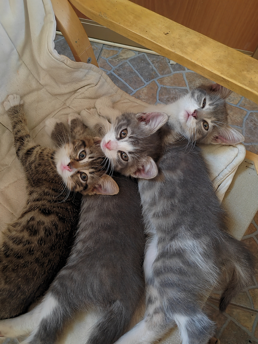 Наши котята 