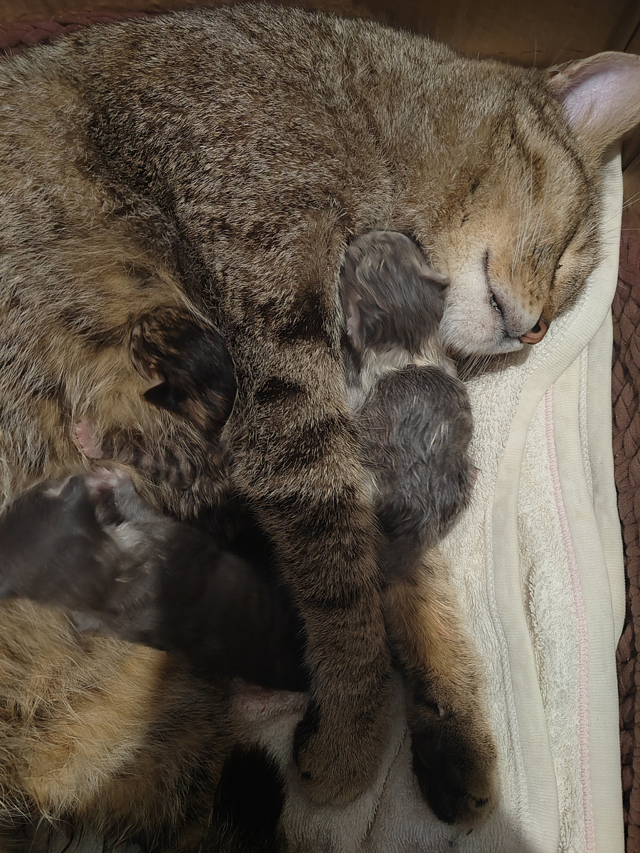 Котята только родились 