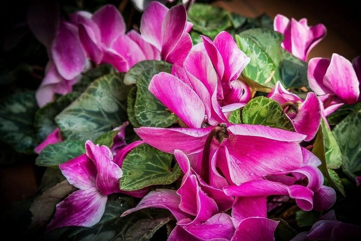    Когда цикламен цветет, кажется, что на растение села стайка бабочек.