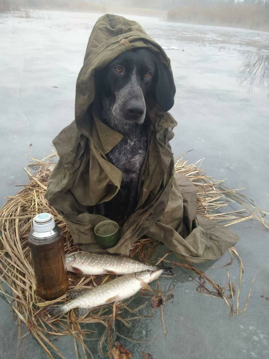 Собачка)
