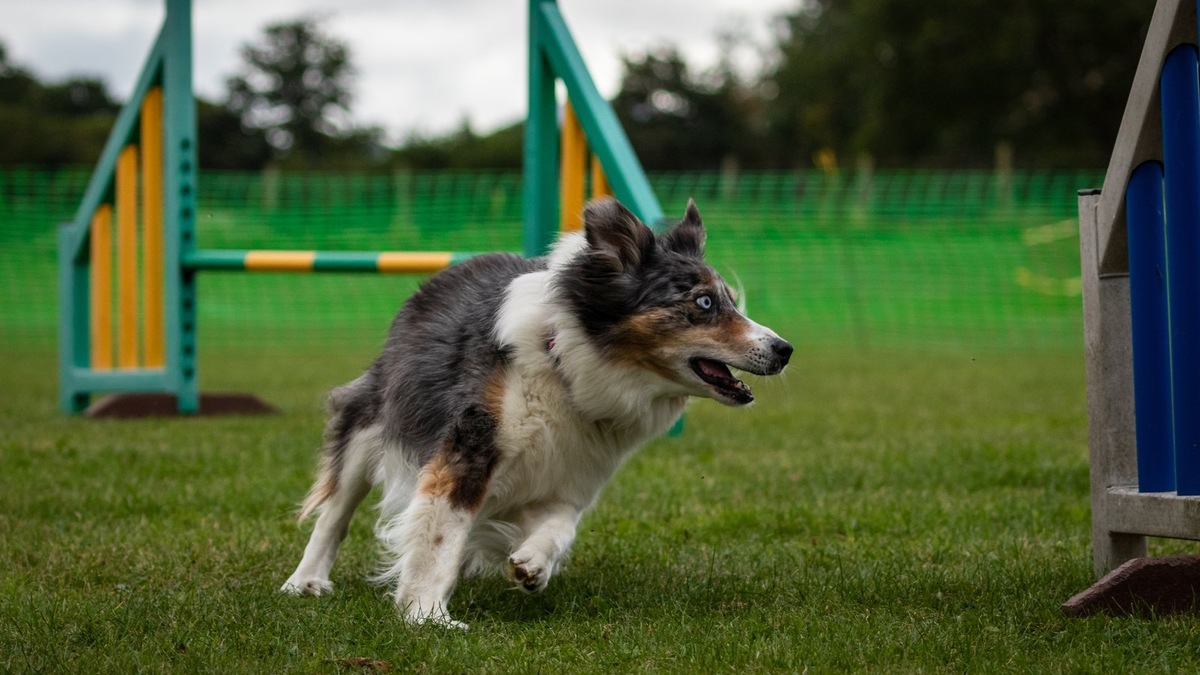    Существует несколько основных видов спорта, в которых хозяева могут участвовать со своими собаками