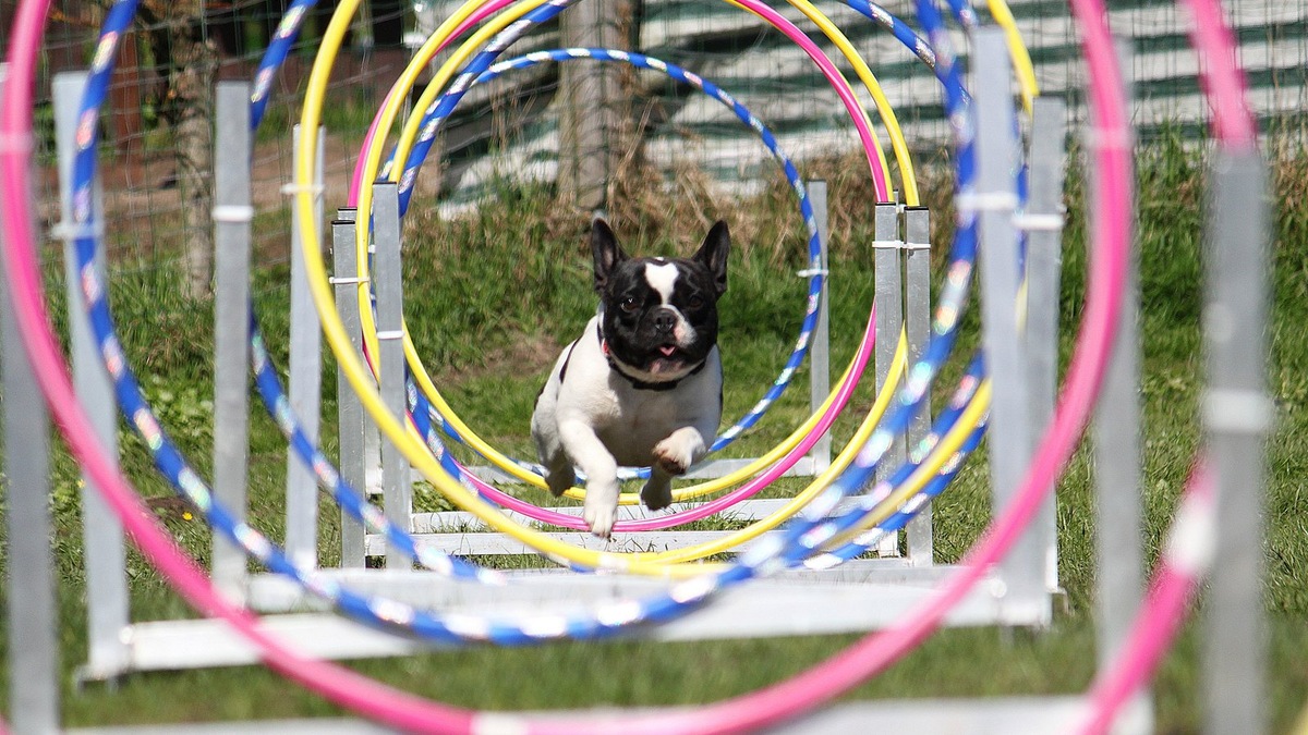    Аджилити — самый популярный вид спорта для собак