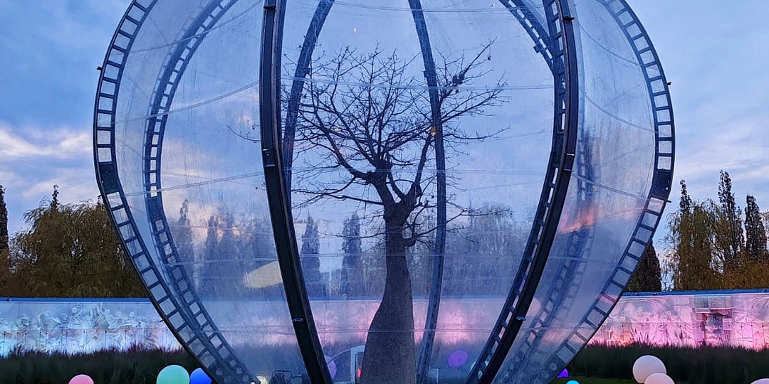 🌳В парке Галицкого зацвело хлопковое дерево.