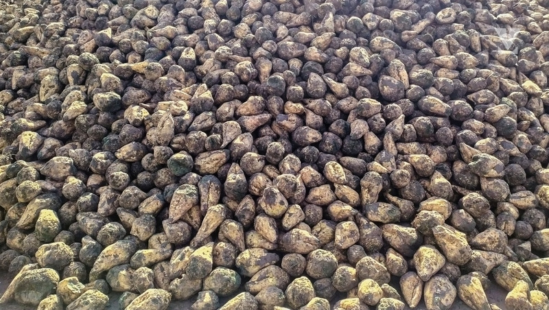      Фото: Дмитрий Ахмадуллин / / ИА «Победа26»