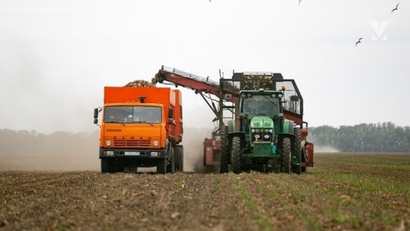    Урожайность сахарной свеклы на Ставрополье в 2025 году составила 425 ц/га Фото: Валерия Алтухова / / ИА «Победа26»