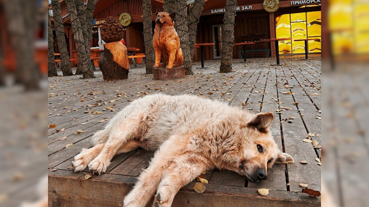    Фото: vk.com/kotopes