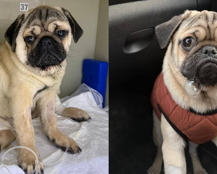     В Курске ветеринары спасли больного мопса, которого хозяева хотели усыпить