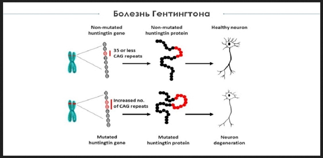 ПОЯВЛЕНИЕ ХОРЕИ ГЕНТИНГТОНА. (theslide.ru)
