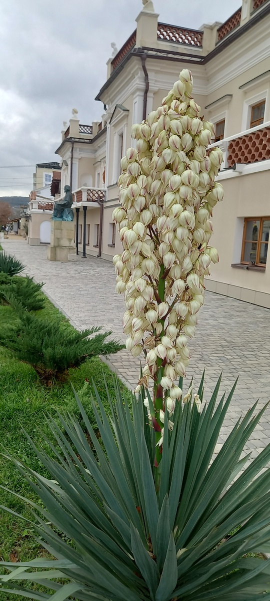 Пальмв Юкка возле галереи Айвазовского