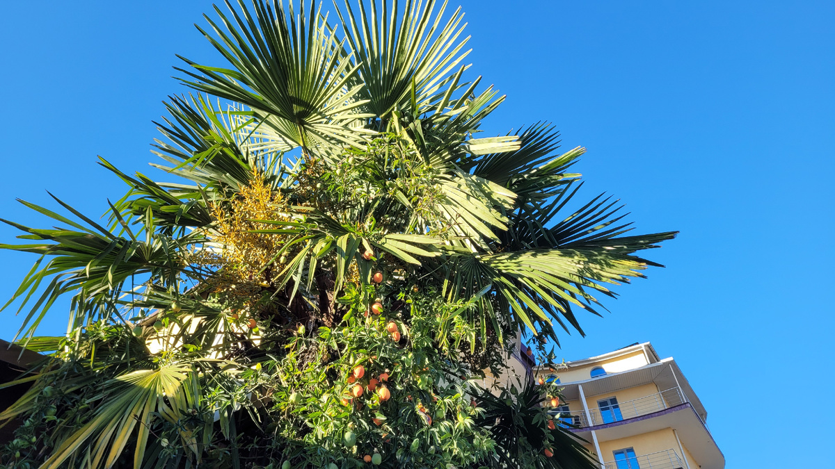 Маракуйя на улице в Сочи