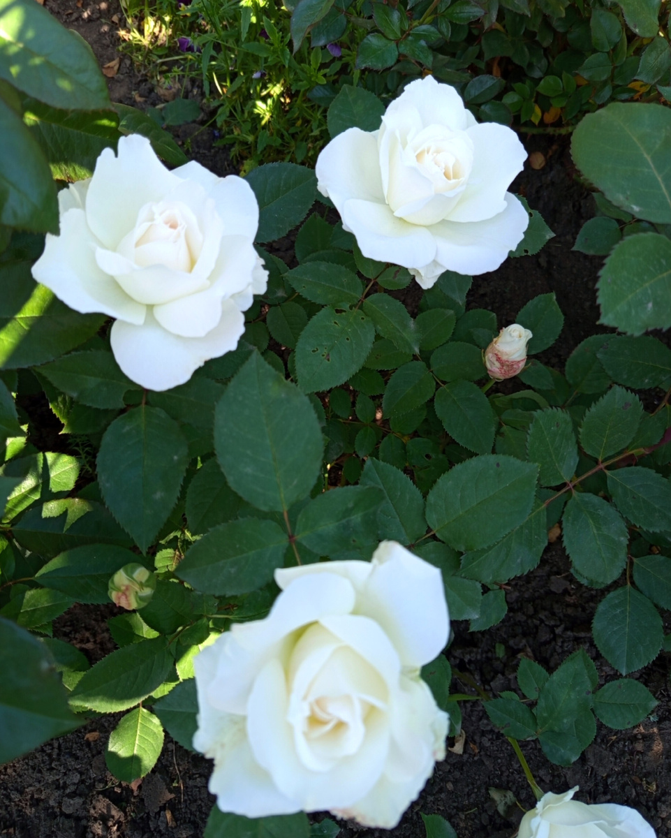 Принцесса( начало роспуска 😍)