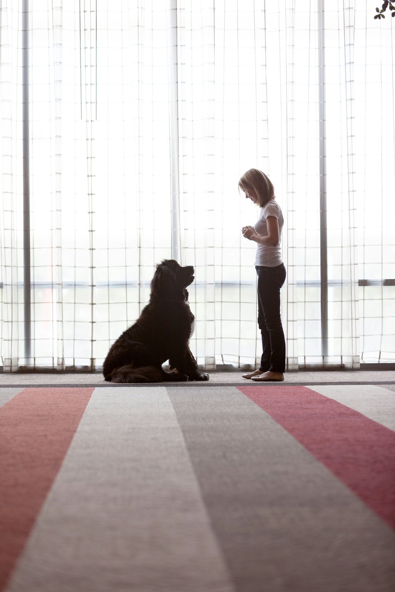    Из-за увеличения числа питомцев в стране, РКФ разработали специальную программу обучения для потенциальных хозяев