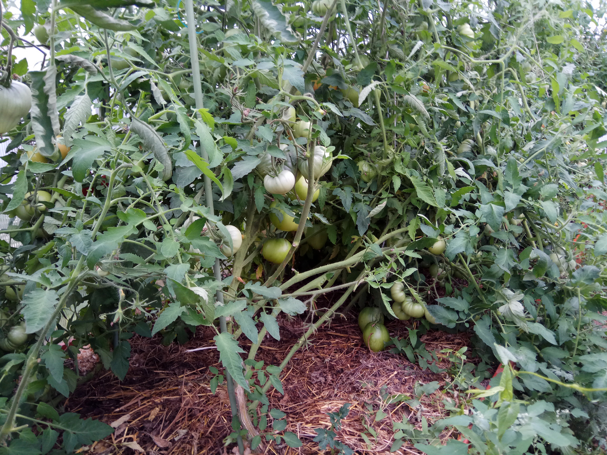 Заросли томатов