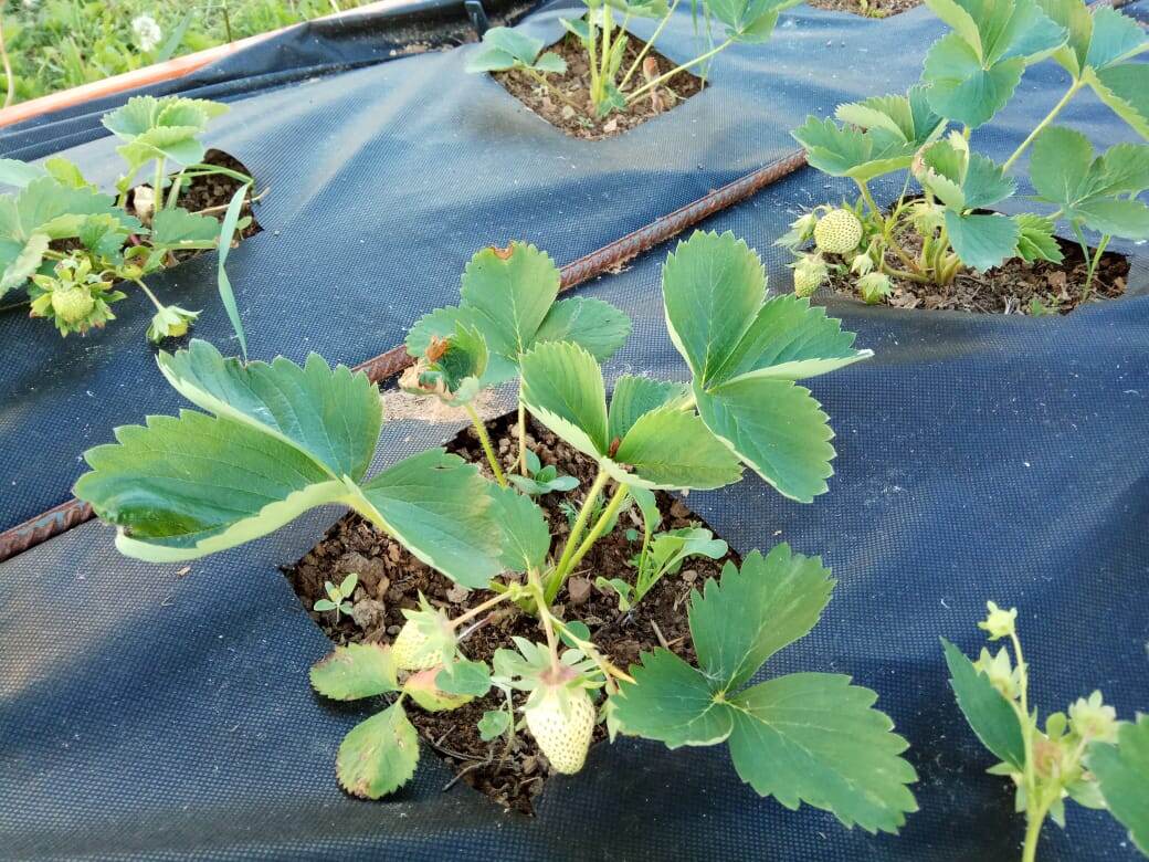 Мульча или покрытие