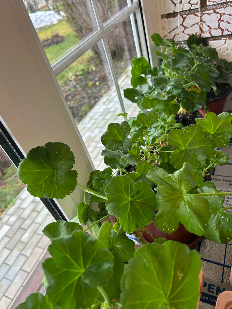 Зональные семенные пеларгонии. Фото Мой второй сад. 