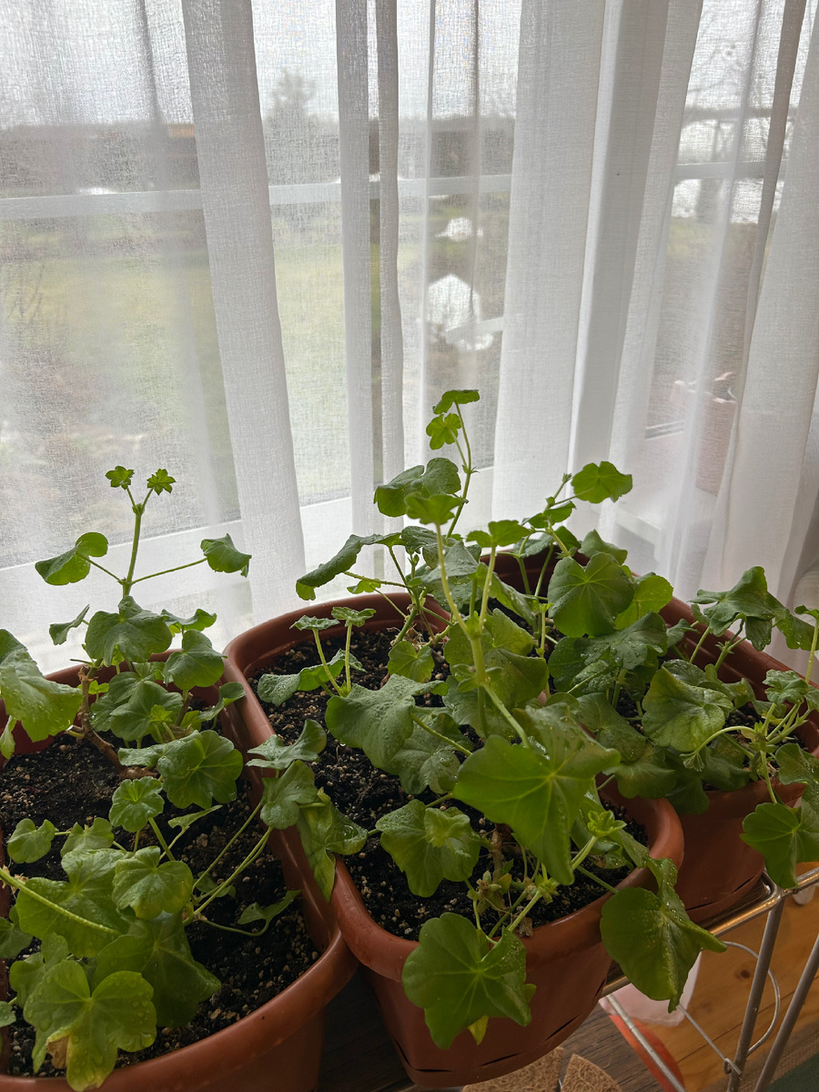 Плюшелистные пеларгонии. Фото Мой второй сад.